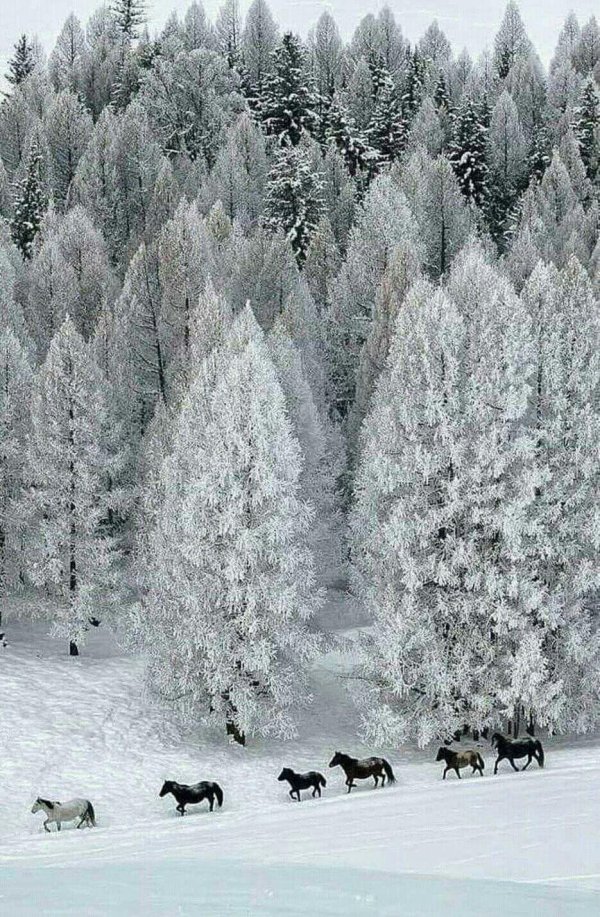 Природы зима с животными