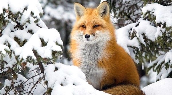 Природы зима с животными