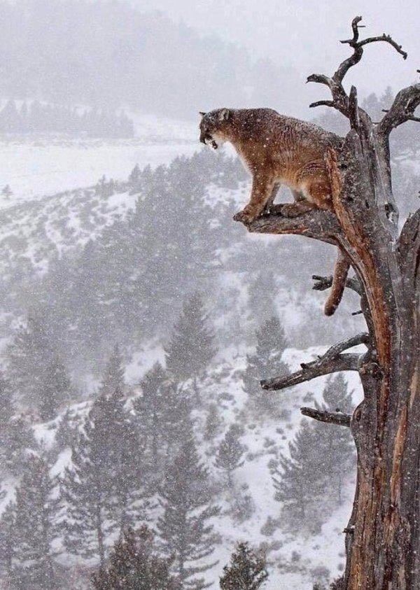 Природы зима с животными