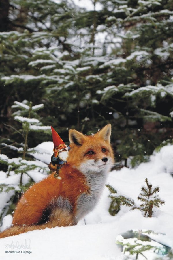 Природы зима с животными