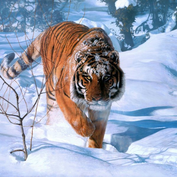 Природы зима с животными