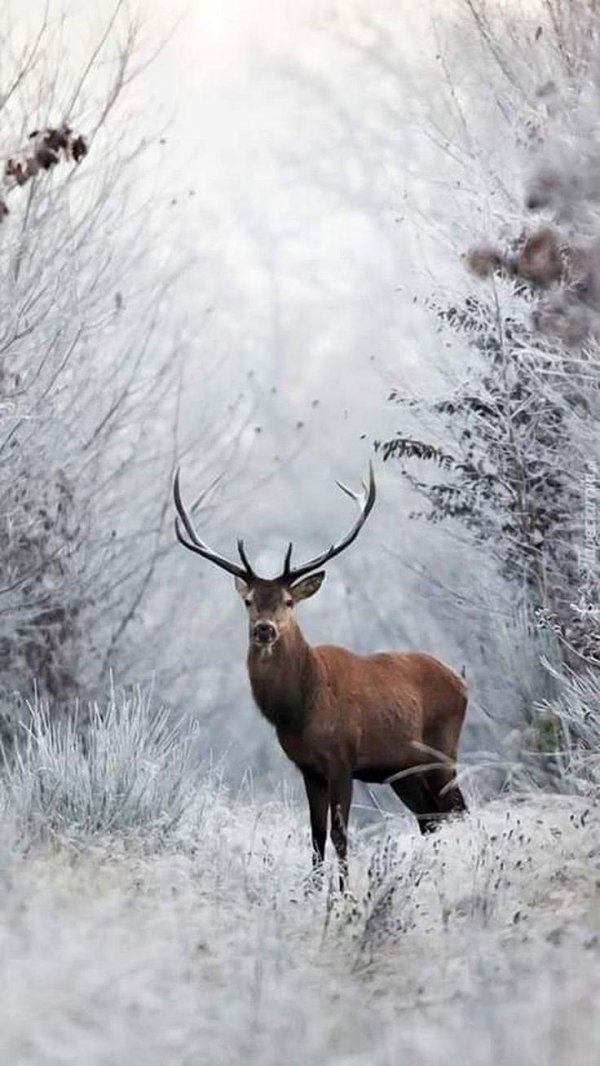 Природы зима с животными
