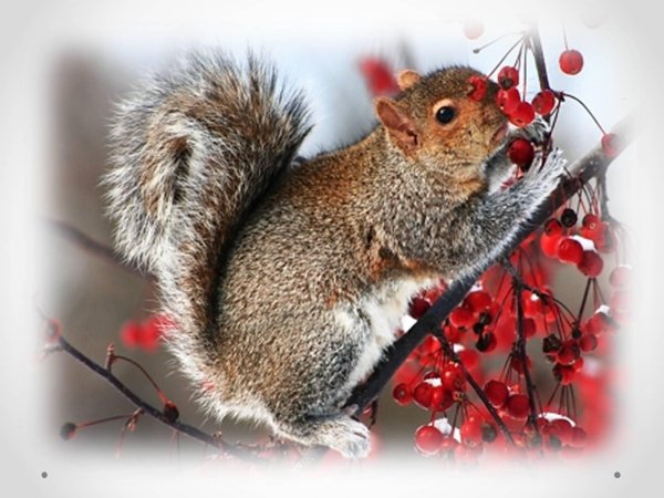 Природы зима с животными