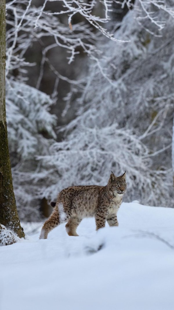 Природы зима с животными
