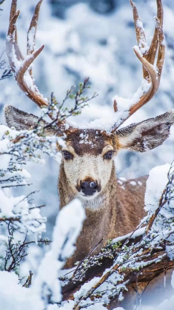 Природы зима с животными