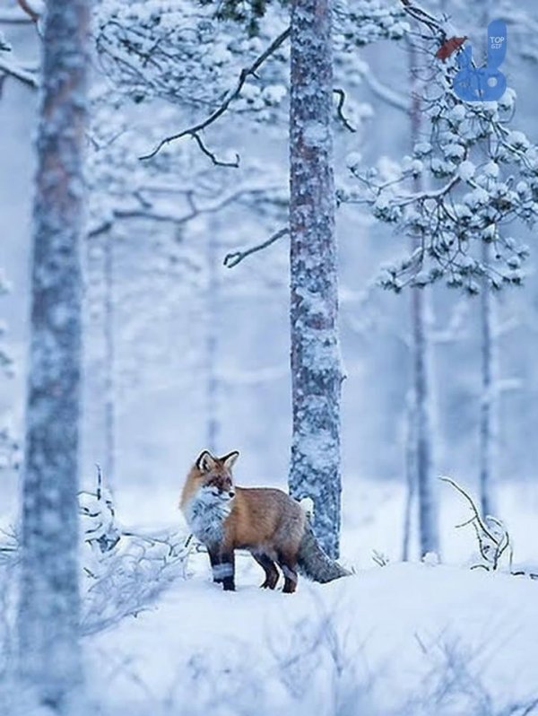 Природы зима с животными