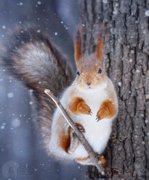 Природы зима с животными