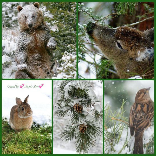 Природы зима с животными