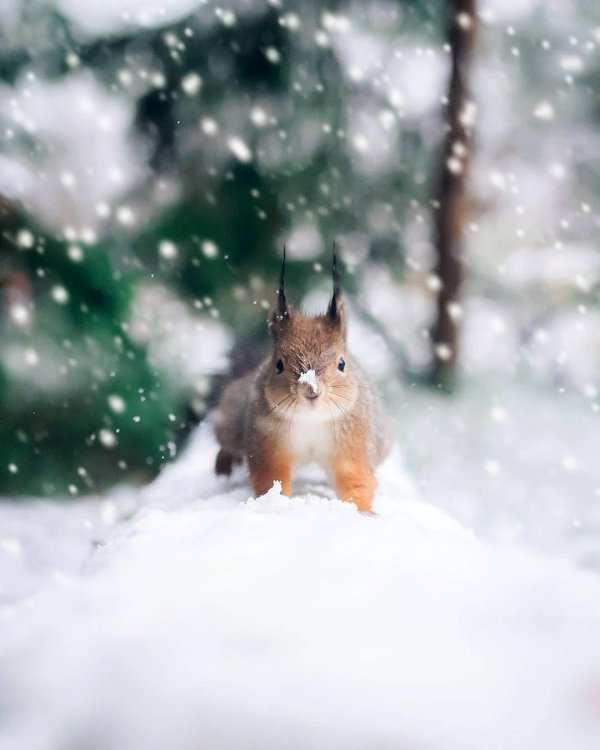 Природы зима с животными