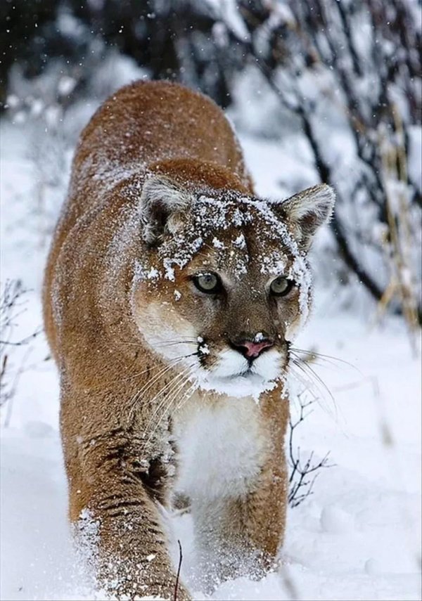 Природы зима с животными