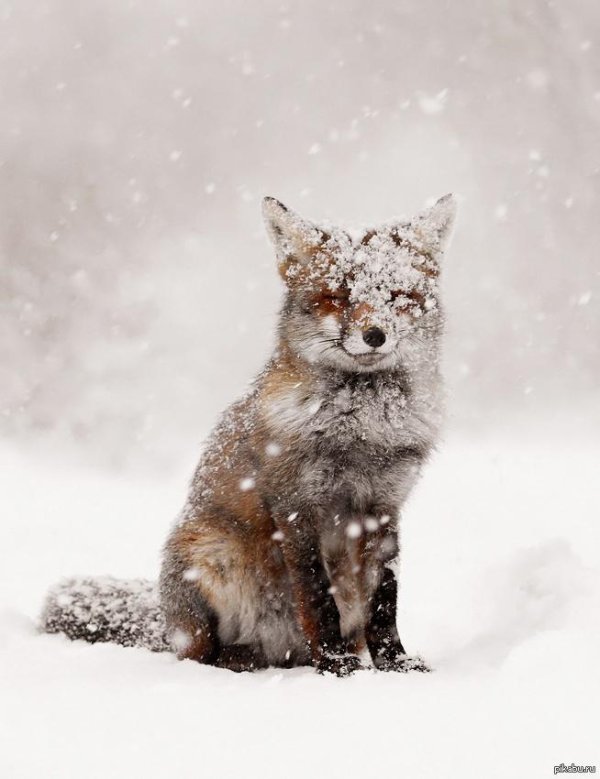 Природы зима с животными