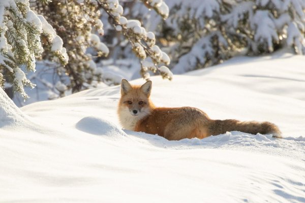 Природы зима с животными