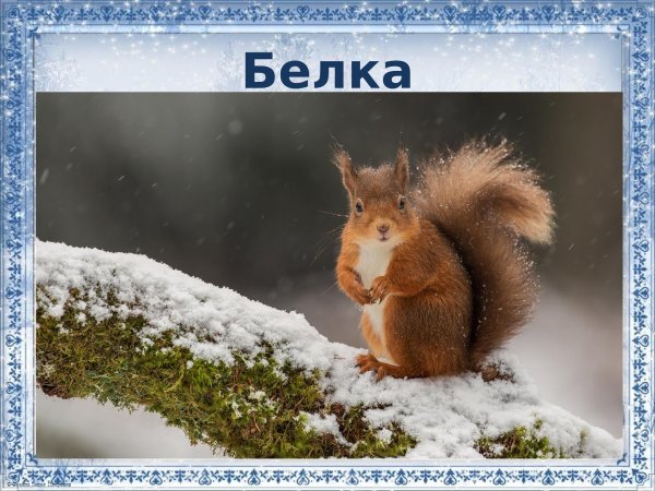 Природы зима с животными