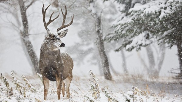 Природы зима с животными