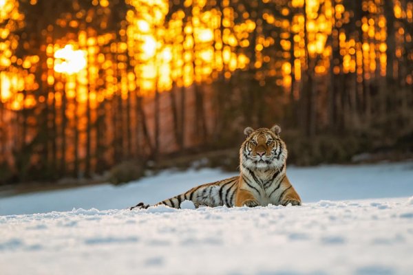 Природы зима с животными