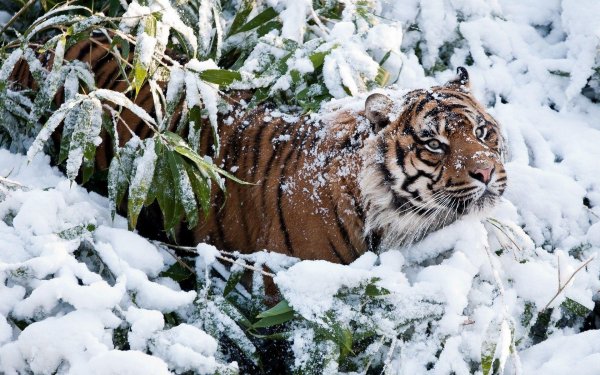 Природы зима с животными