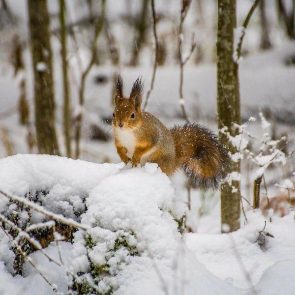 Природы зима с животными