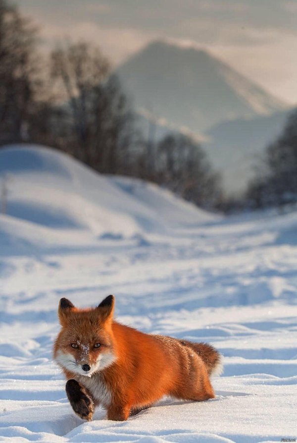 Природы зима с животными