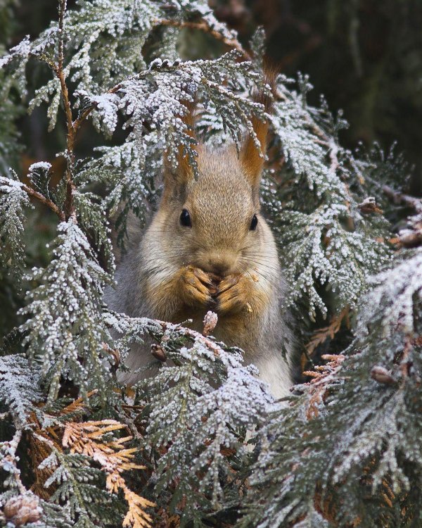 Природы зима с животными