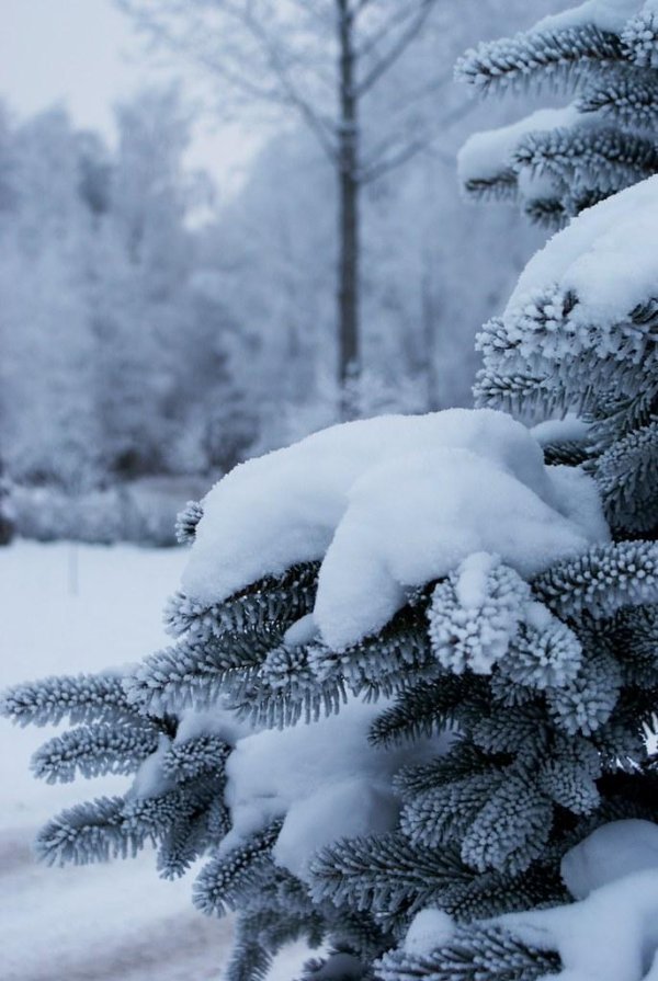 Красавица зима