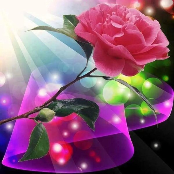 роза розовая