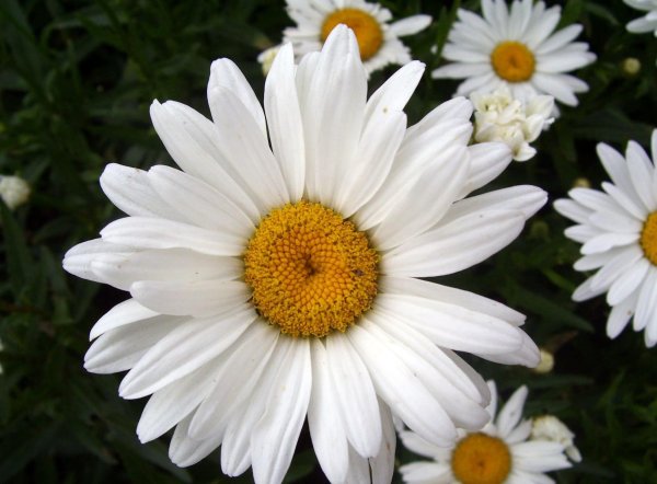 ромашка садовая