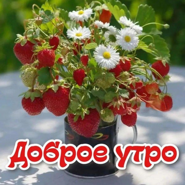 летнее утро доброе
