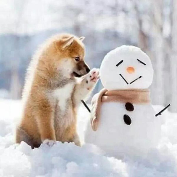 Зима веселые