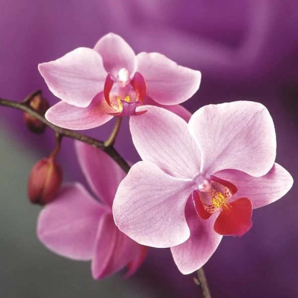 фаленопсис mosaic