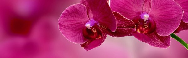 красные сорта орхидей фаленопсис