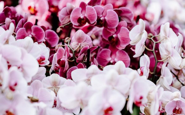 фаленопсис vivaldi