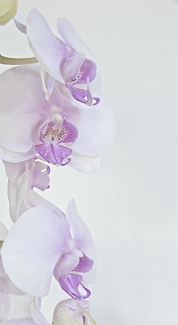 сиреневая орхидея фаленопсис