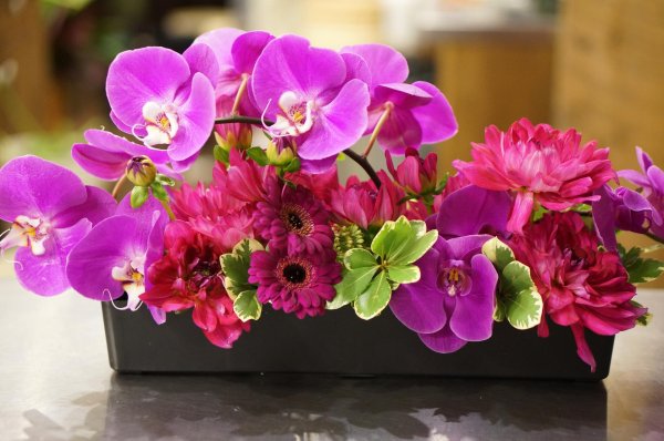 орхидеи комнатные