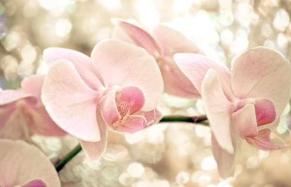 орхидея phalaenopsis beige