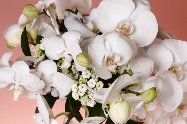 фаленопсис зефир