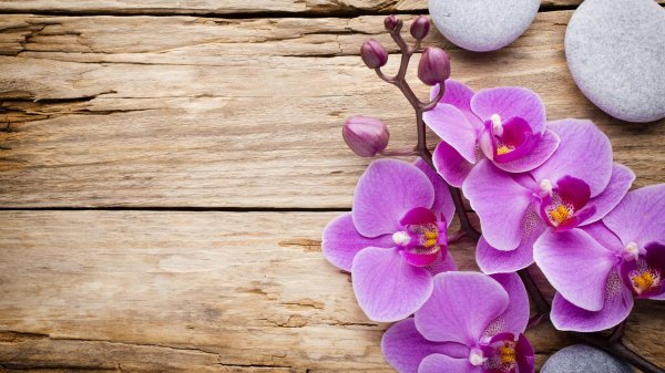 орхидеи фон