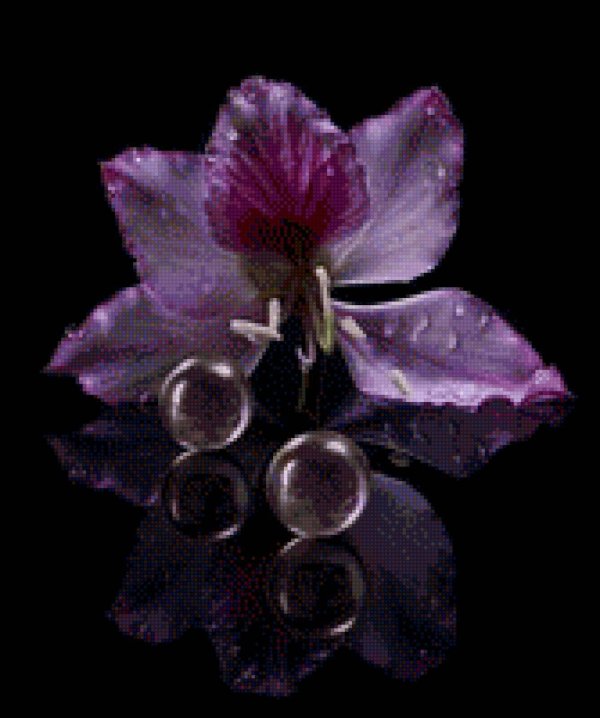 красивая цветок