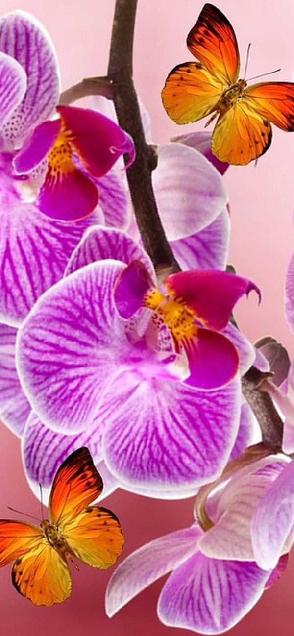 орхидеи красивые