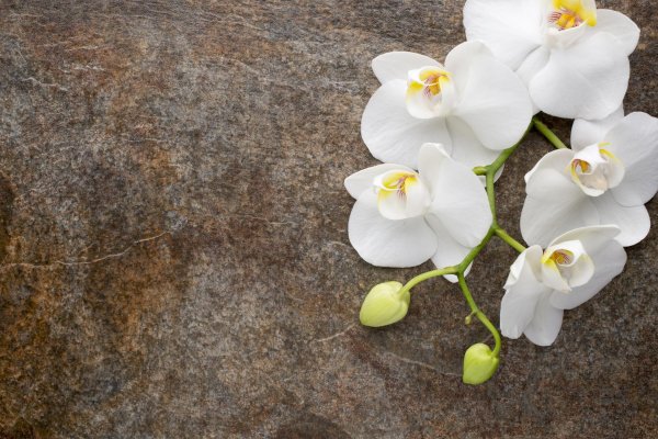 белая орхидея 2018 white orchid