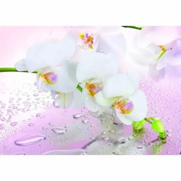 фартукбелая орхидея absпластик 300060015м