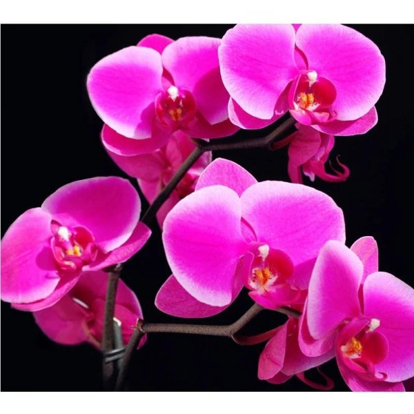 орхидея фаленопсис с стелленбош