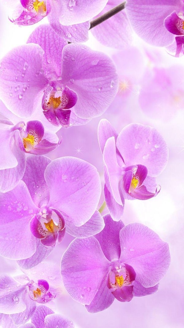 сиреневая орхидея