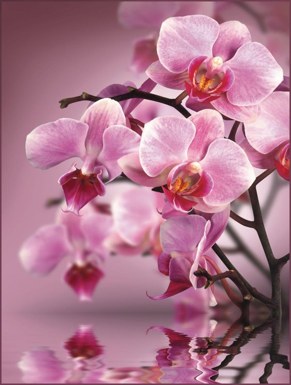 розовая орхидея