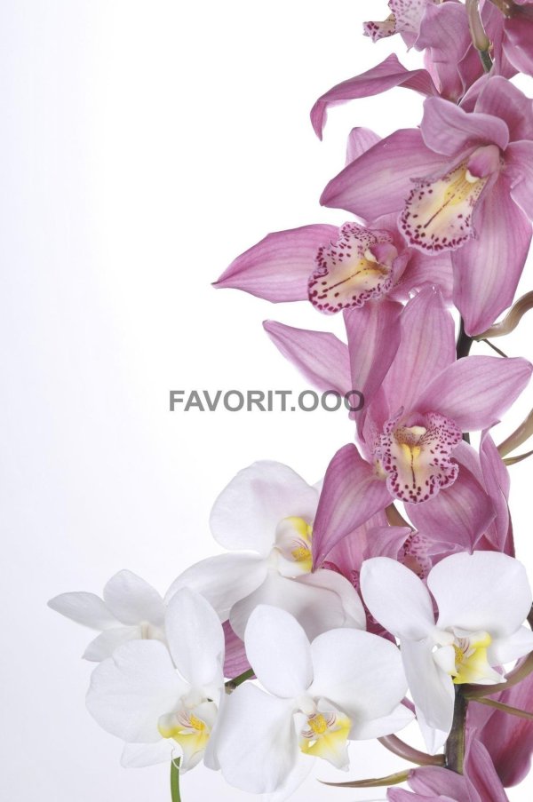 орхидея ветка