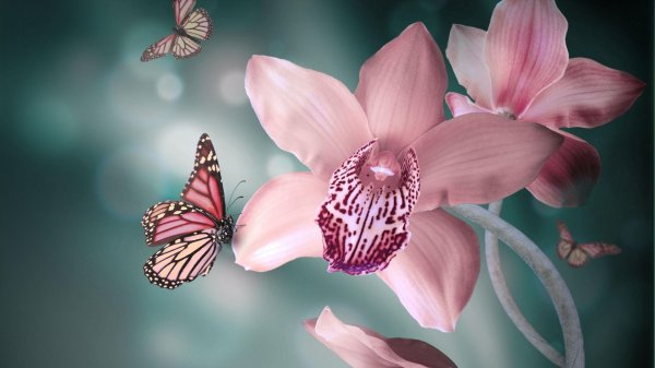 орхидея цветок