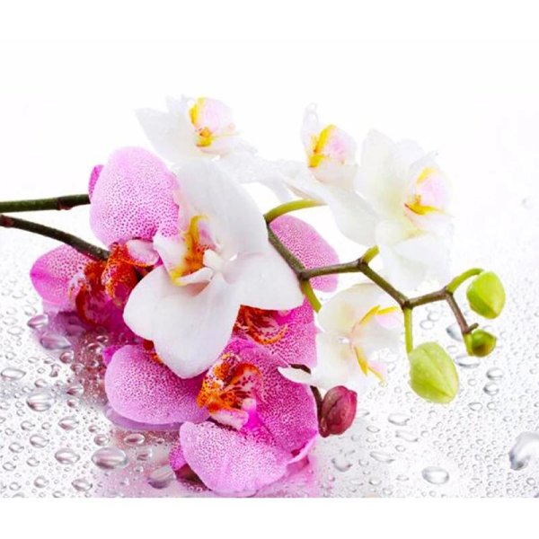 плитка альба орхидея