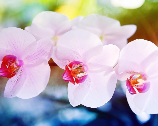 фаленопсис santa rosa