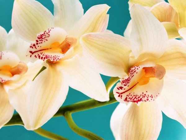 цимбидиум орхидея