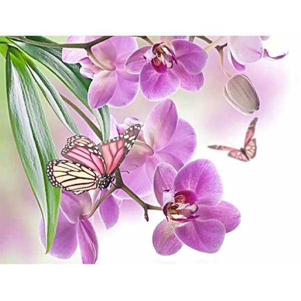 фаленопсис бабочка баттерфляй