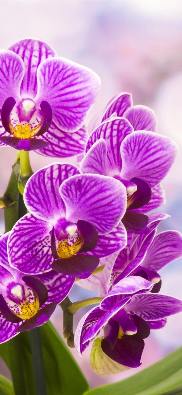 фаленопсис сиреневый